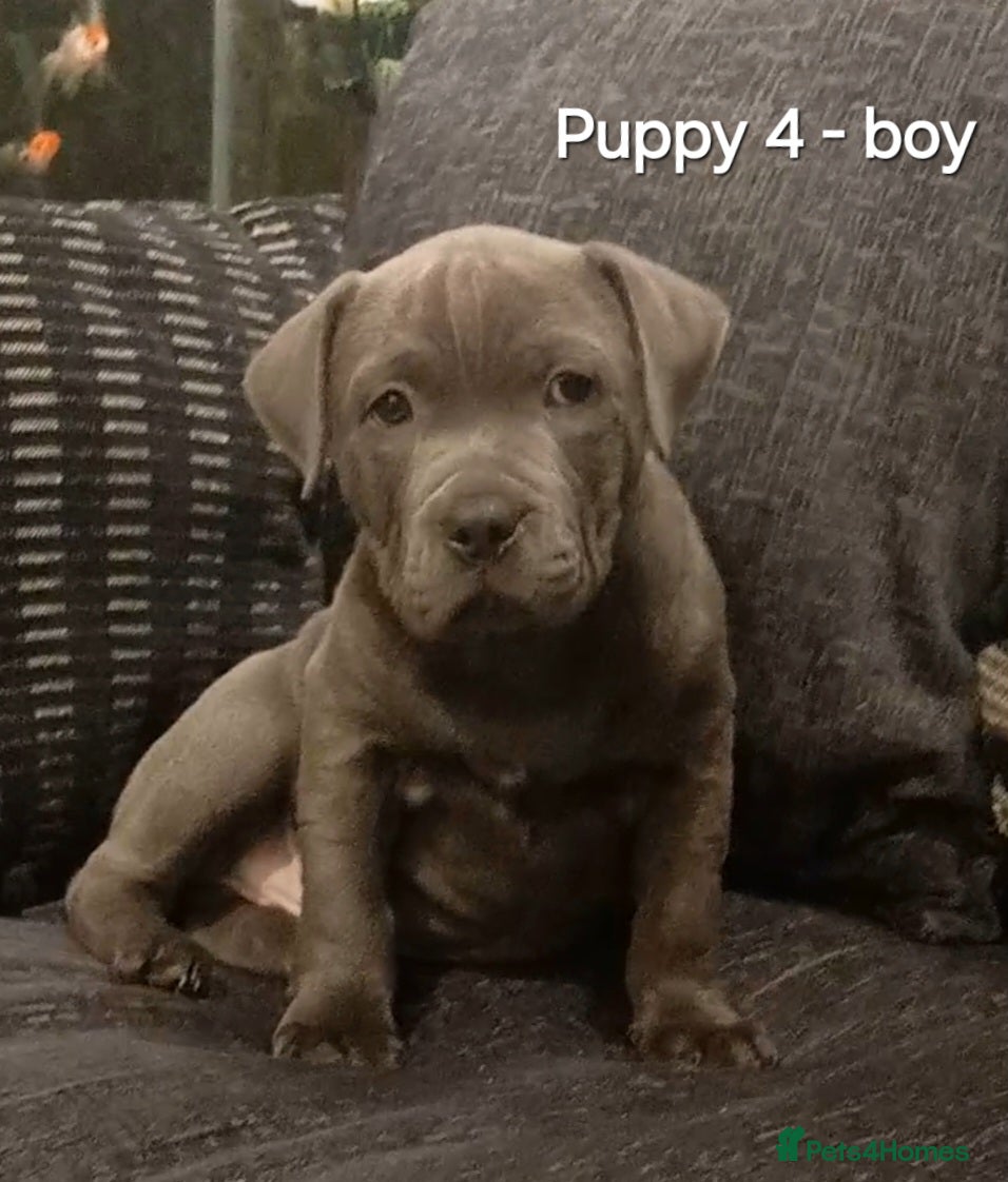 Staffordshire Bull Terrier dogs Beautiful Staffordshire Bull Terrier puppies - Advert 8
