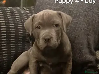 Staffordshire Bull Terrier dogs Beautiful Staffordshire Bull Terrier puppies - Advert 8