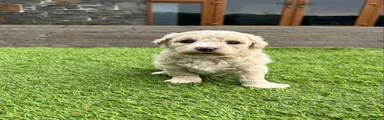 Poochon Puppy 4