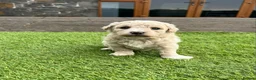 Poochon dogs for sale: Poochon Puppies F1  in Kidwelly - Advert 8