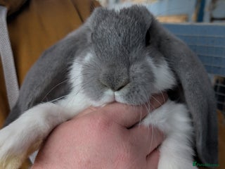 French Lop rabbits Beautiful French lops - Advert 18