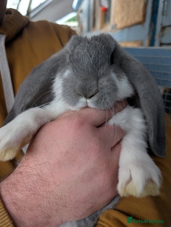 French Lop rabbits Beautiful French lops - Advert 1