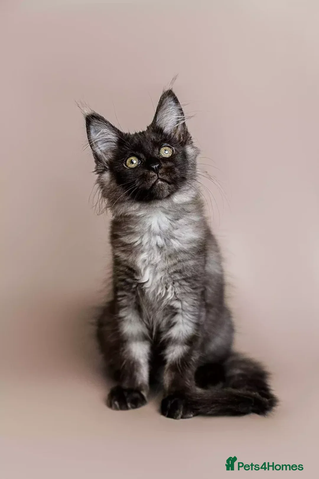 Maine Coon cats for sale: STUNNING GREY MAINCOON KITTEN - Advert 2