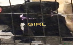Mixed Breed dogs for sale: Beautiful mixed breed pups!  - Image 2