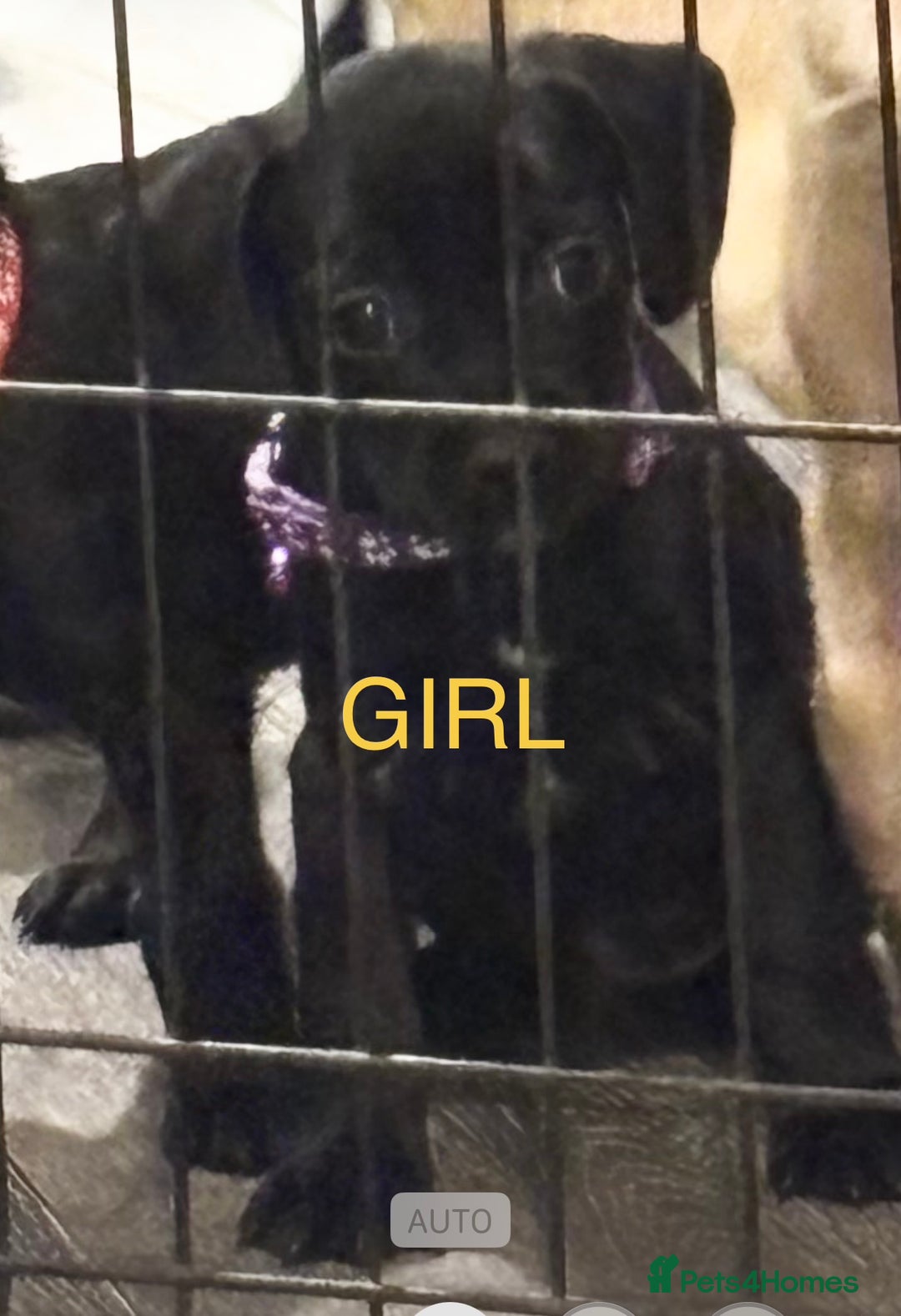 Mixed Breed dogs for sale: Beautiful mixed breed pups!  - Image 2