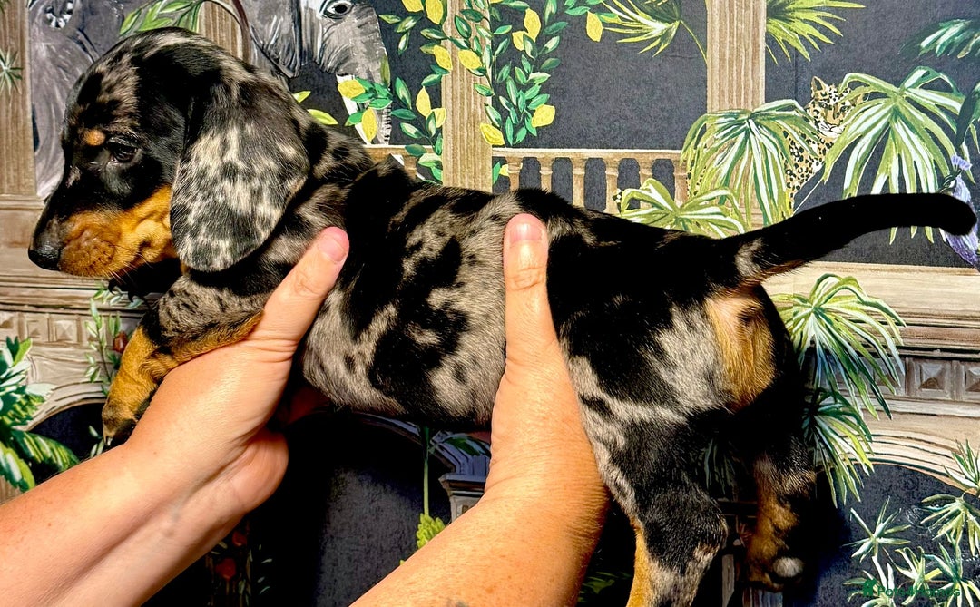 Miniature Dachshund dogs for sale: Stunning Unique Miniature Dachshund Puppies  - Image 5