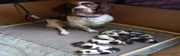 English Springer Spaniel dogs for sale: KC Registered English springer Spaniel puppies in Grantham - Advert 13