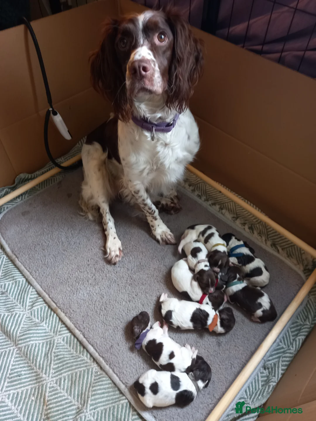 English Springer Spaniel dogs for sale: KC Registered English springer Spaniel puppies in Grantham - Advert 13
