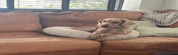 Mixed Breed dogs for sale: Puppies expected 26/08/26 in Newport - Advert 1