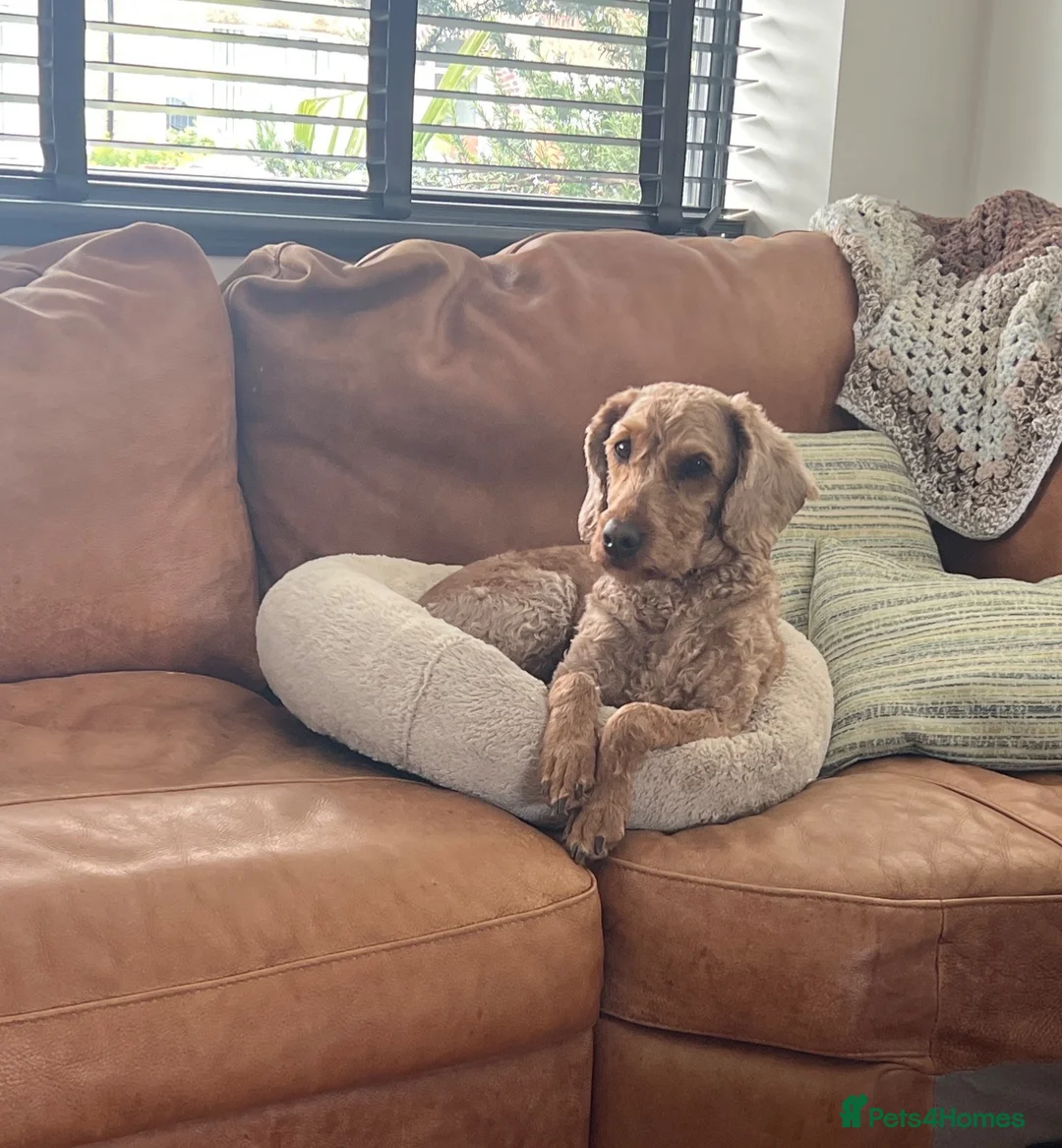 Mixed Breed dogs for sale: Puppies expected 26/08/26 in Newport - Advert 1