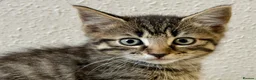 Mixed Breed cats for sale: Gorgeous kittens, 1 grey girl, 2 tabby boys - Advert 14