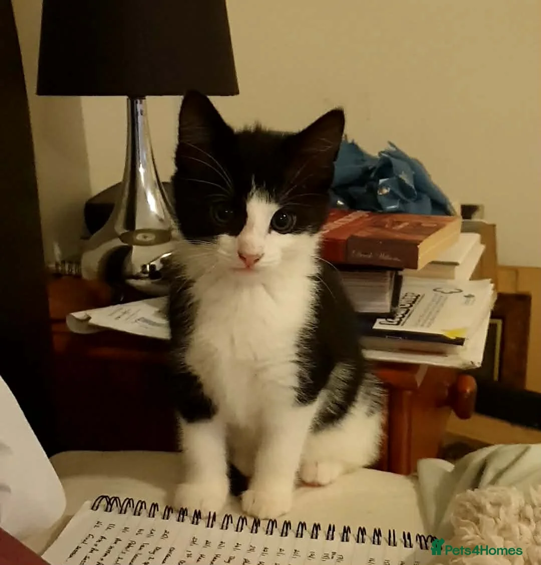 Mixed Breed cats for sale: Adorable, mischievous kittens - Advert 2