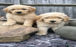 Goldendoodle dogs for sale: Multigenerational Puppies Waiting List - Advert 18