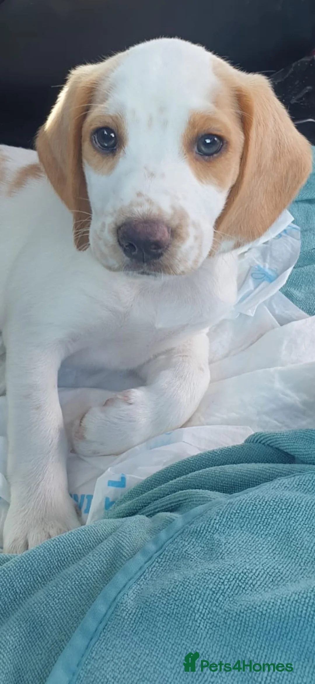 Mixed Breed dogs for sale: Beagle - Advert 6