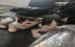 British Shorthair cats for sale: Kittens very playfull mother can be seen ready now - Image 3