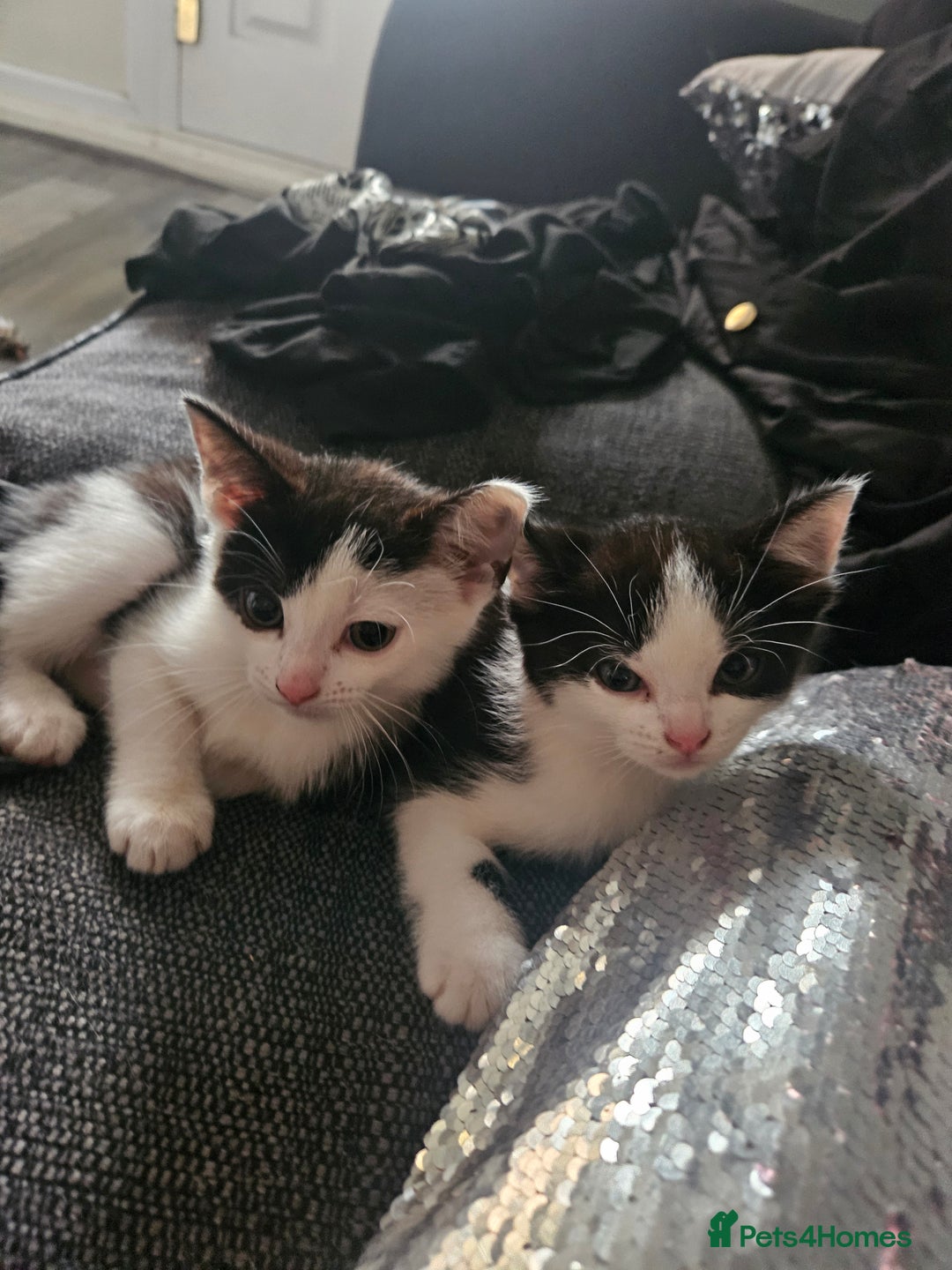 British Shorthair cats for sale: Kittens very playfull mother can be seen ready now - Image 3