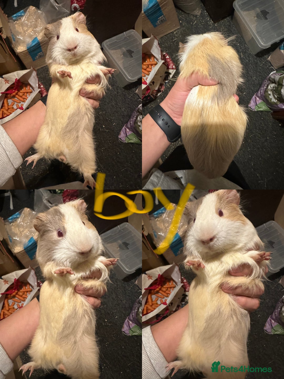 Guinea Pig rodents for sale: Lovely and friendly guinea pigs - Advert 5