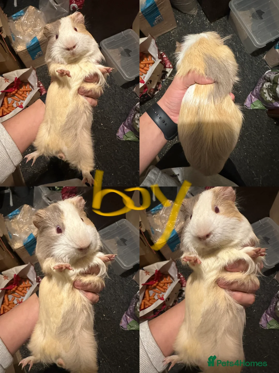 Guinea Pig rodents for sale: Lovely and friendly guinea pigs - Advert 5