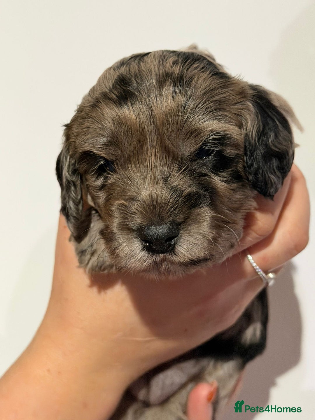 Cockapoo dogs for sale: 🐾 ADORABLE COCKAPOO PUPPIES FOR SALE! 🐾 - Advert 4