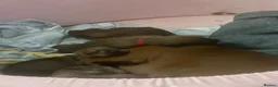 Dachshund dogs for sale: 4 beautiful dachshunds  - Advert 21