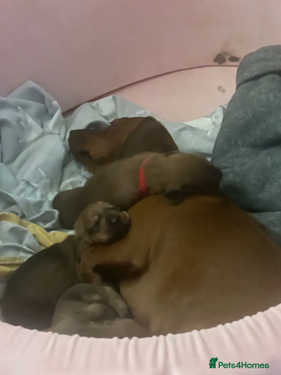 Dachshund dogs for sale: 4 beautiful dachshunds  - Advert 21