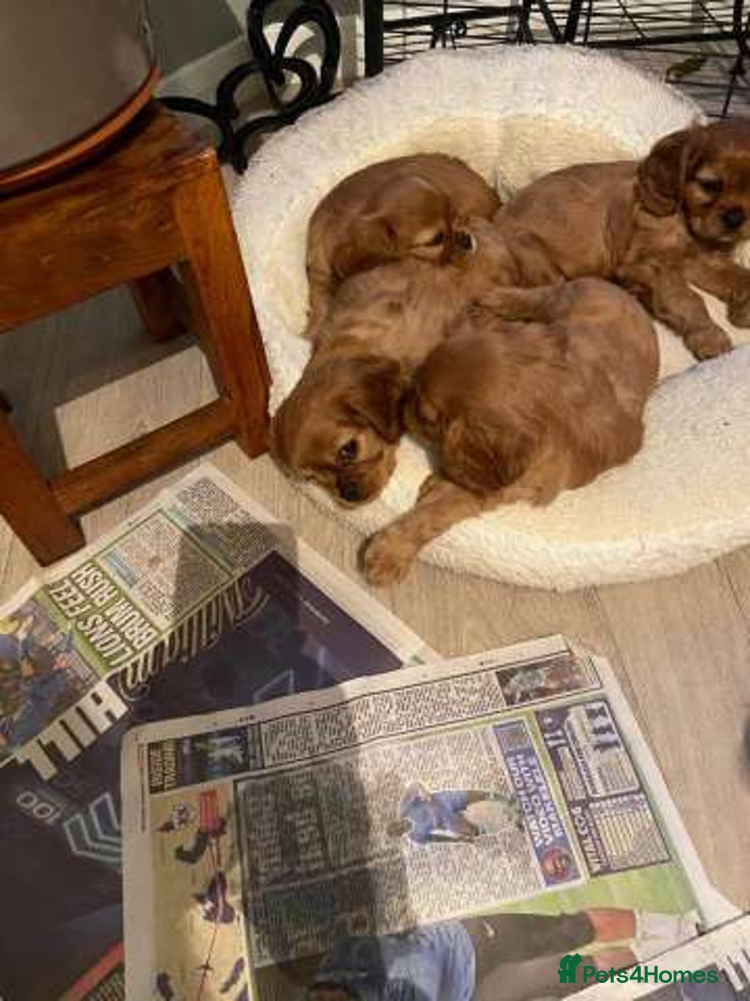 Cavalier King Charles Spaniel dogs for sale: Home trained Cavalier King Charles Spanniel - Advert 4