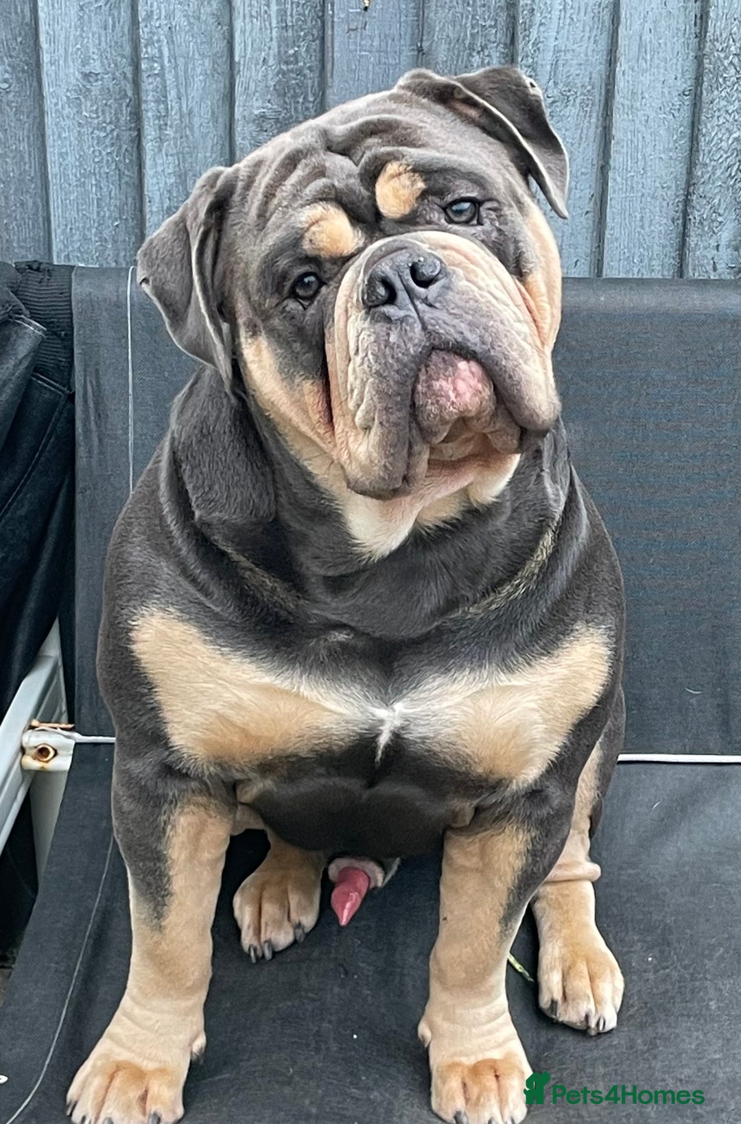 Dorset Olde Tyme Bulldogge dogs for stud: Proven LH fluffy carrier in Portsmouth - Image 6