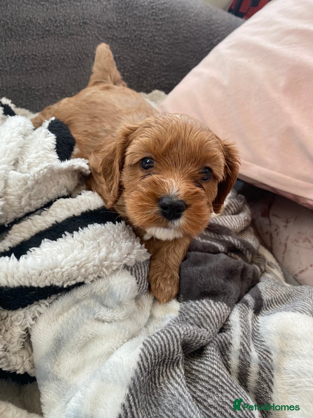 Cavapoo dogs for sale: Stunning cavapoo pups  - Advert 22