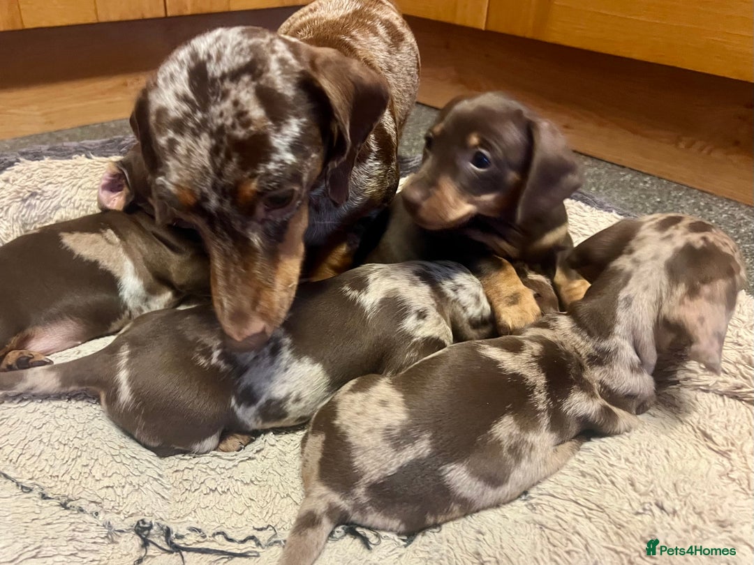 Miniature Dachshund dogs for sale: STUNNING MINI SMOOTH HAIR PRA CLEAR DACHSHUND PUPS - Advert 2