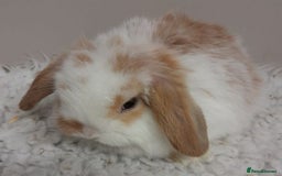 Mini Lop rabbits for sale: Vaccinated Min Lops-please read advert. - Image 6