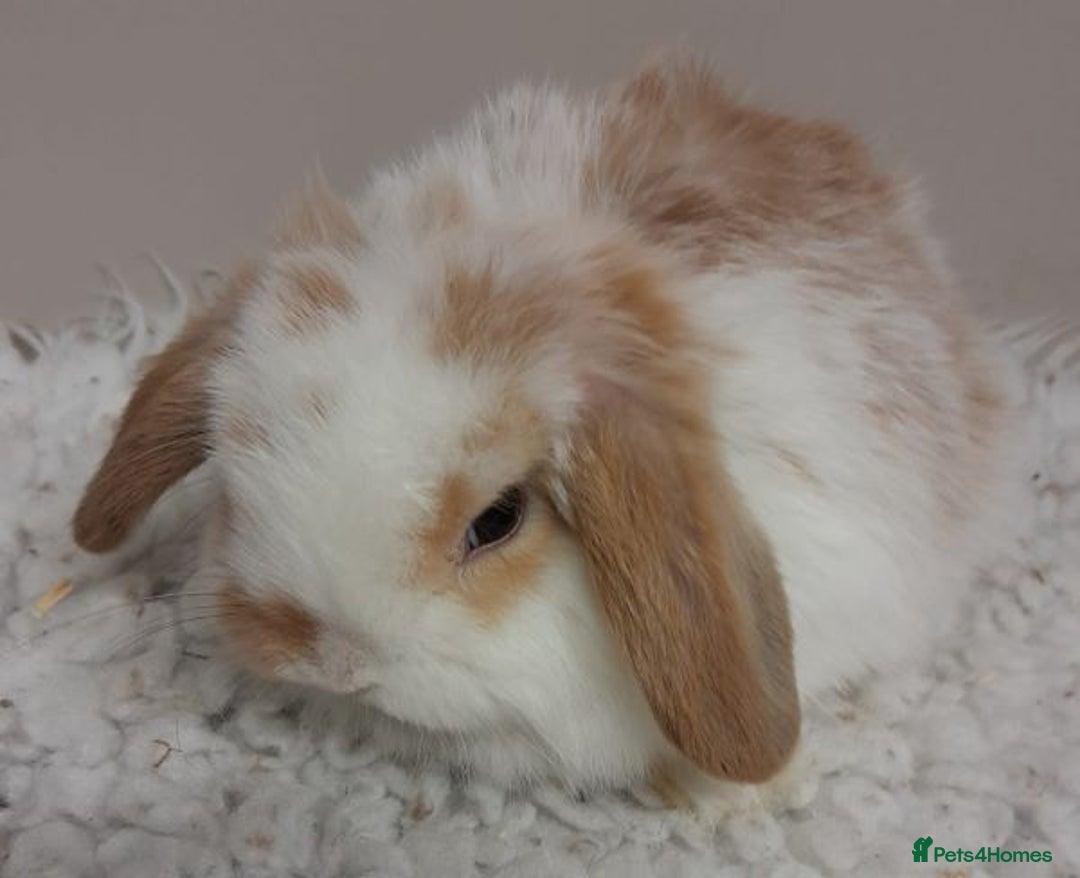 Mini Lop rabbits for sale: Vaccinated Min Lops-please read advert. - Image 6