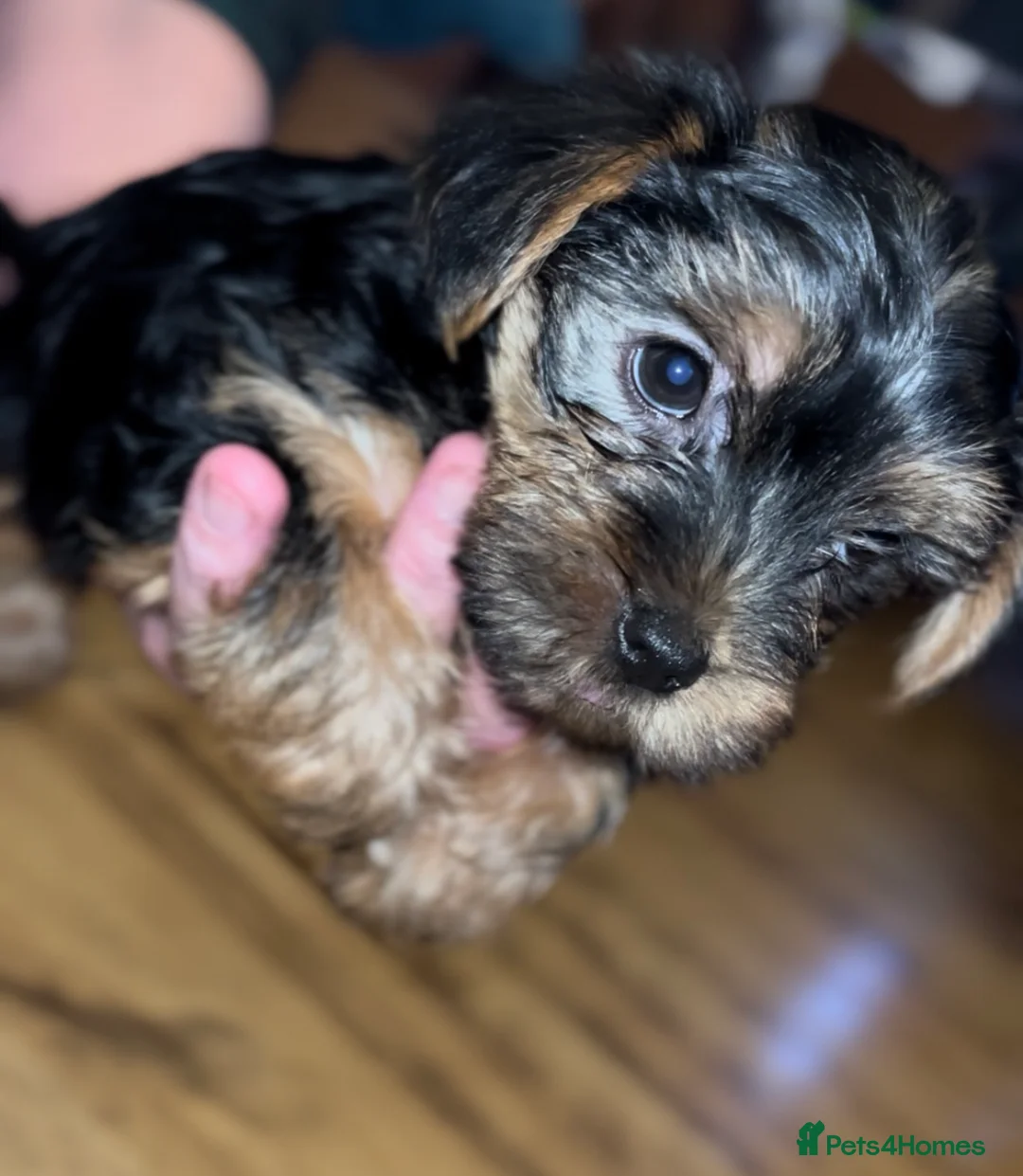 Yorkshire Terrier dogs for sale: Toy Yorkshire Terrier puppies  - Advert 5