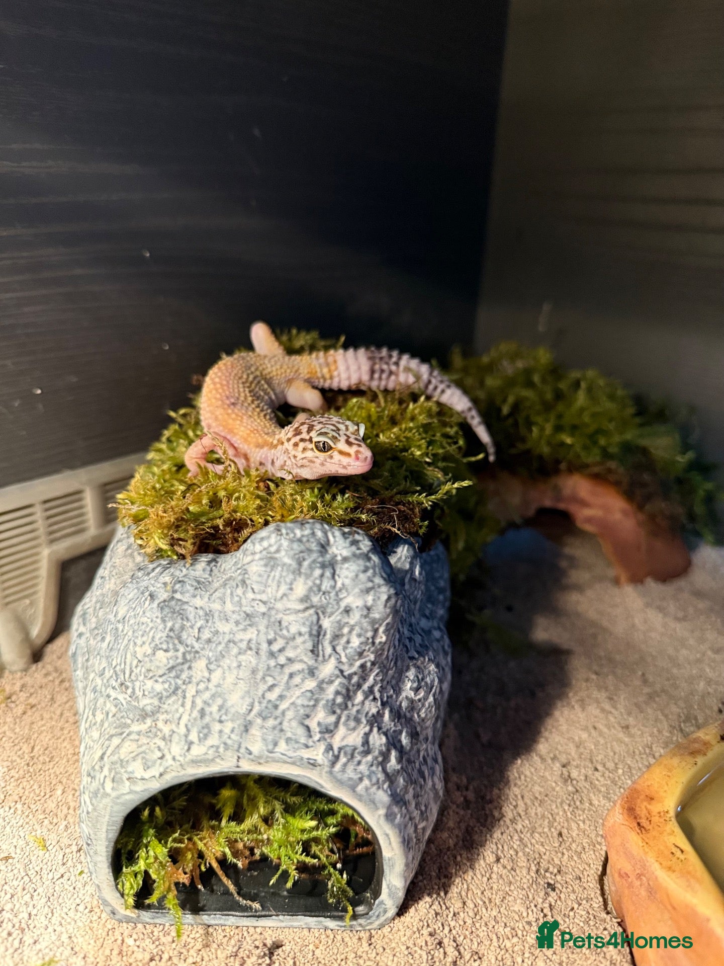 Leopard Gecko reptiles Albino Leopard gecko with small vivarium - Advert 2
