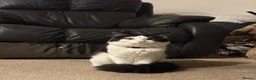 Mixed Breed cats for sale: Two male adult cats for sale  - Advert 5