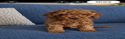 Cockapoo dogs for sale: Beautiful Cockapoo Puppies – 1 Girl & 2 Boys 🐶 - Advert 3