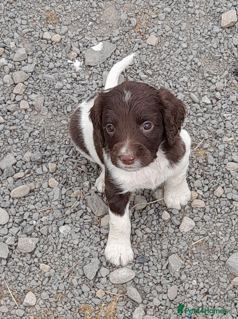 English Springer Spaniel dogs Gorgeous English Springer Spaniels Puppies - Advert 1