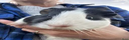 Guinea Pig rodents for sale: Male & Female Guinea Pigs - Advert 2