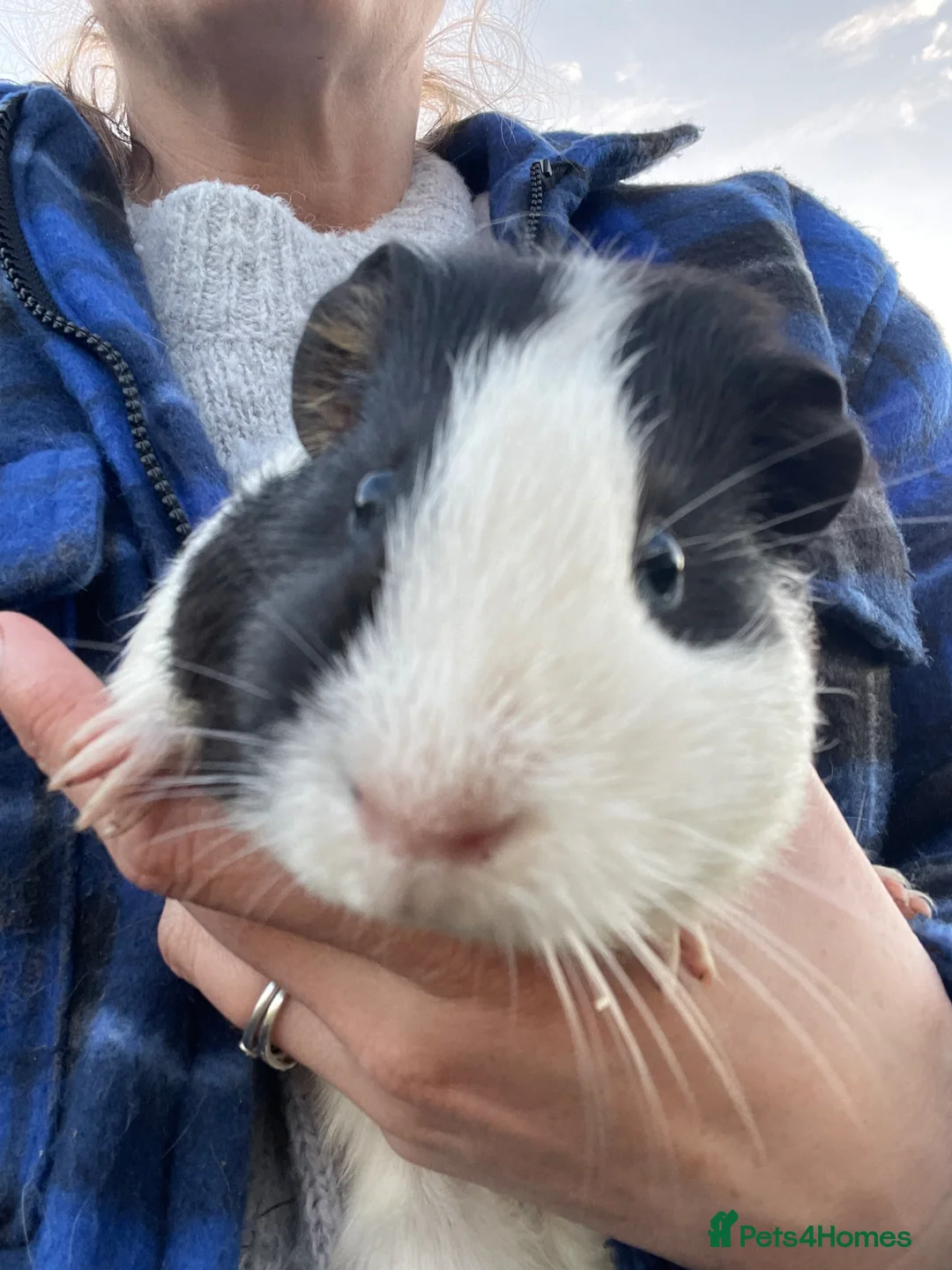Guinea Pig rodents for sale: Male & Female Guinea Pigs - Advert 2