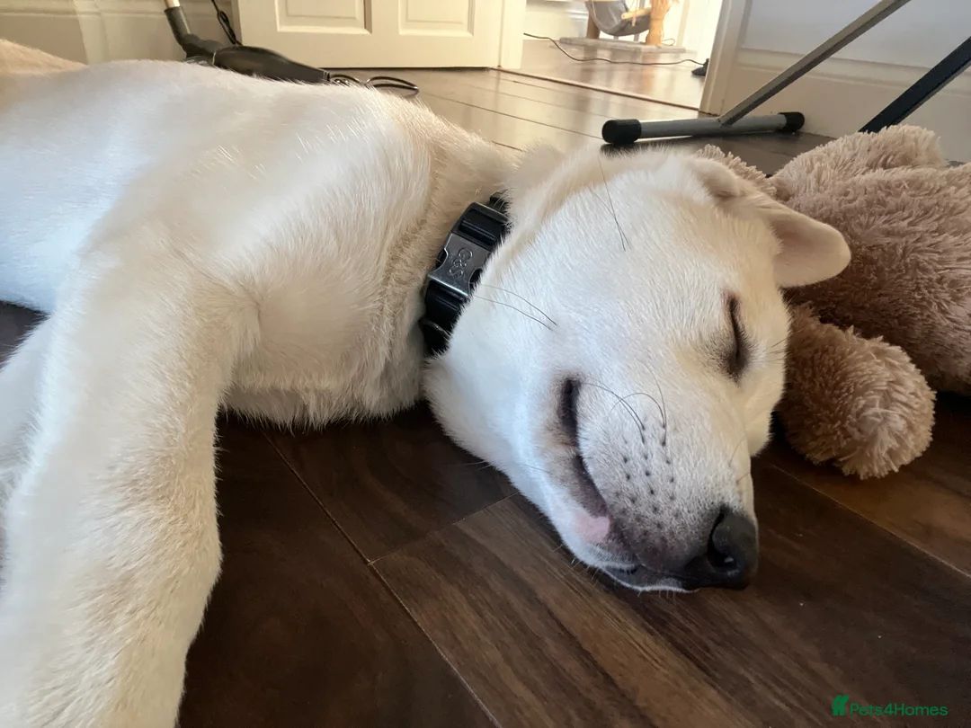 Shepsky dogs for sale: Beautiful shepsky puppy  - Advert 1