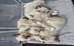 Ragdoll cats for sale: Ragdoll Kittens - Image 14