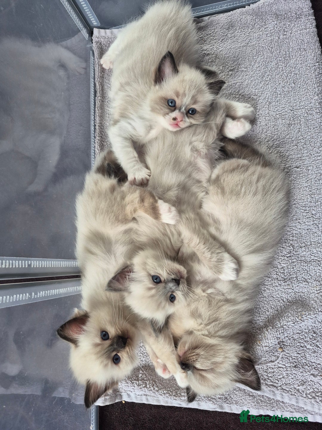 Ragdoll cats for sale: Ragdoll Kittens - Image 14