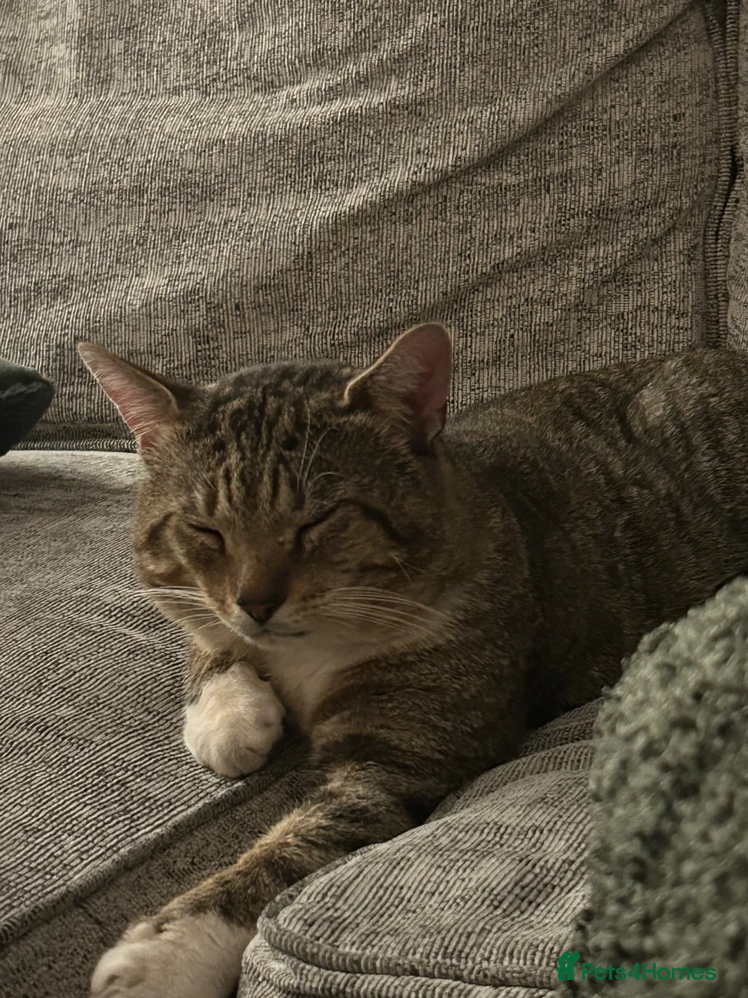 British Shorthair cats for sale: Senior Male looking for a forever home - Advert 5