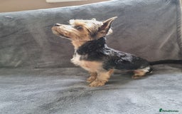 Yorkshire Terrier dogs for stud: Stunning Marco Black Tiger aka Paco - Image 5