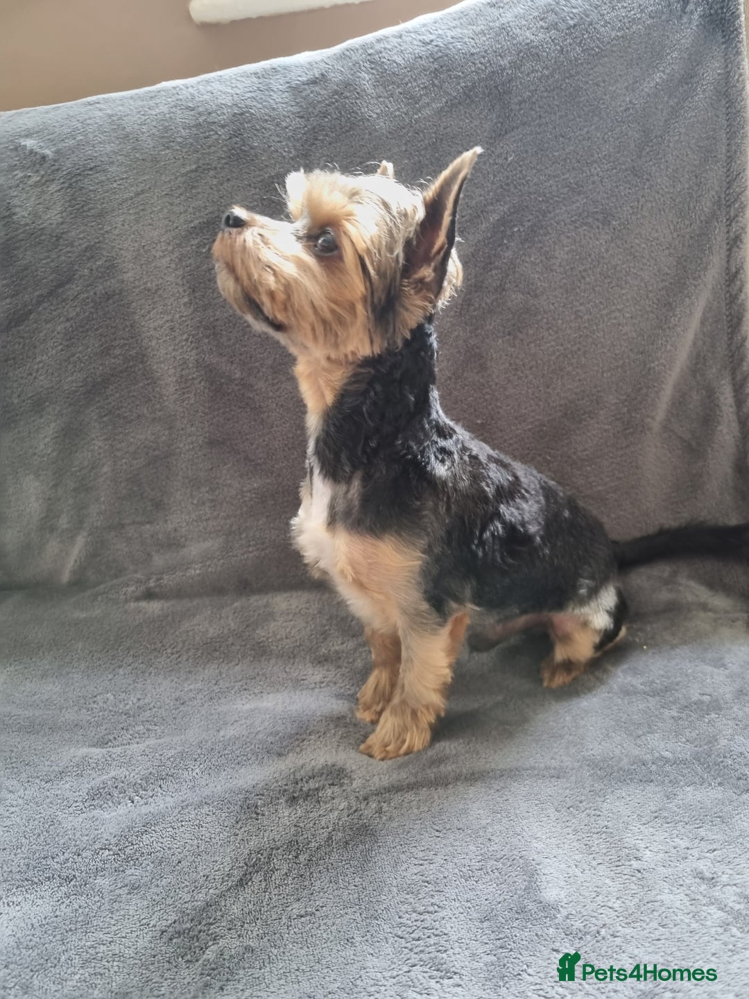 Yorkshire Terrier dogs for stud: Stunning Marco Black Tiger aka Paco - Image 5
