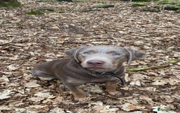 Labrador Retriever dogs for sale: One year old female Labrador  - Image 1