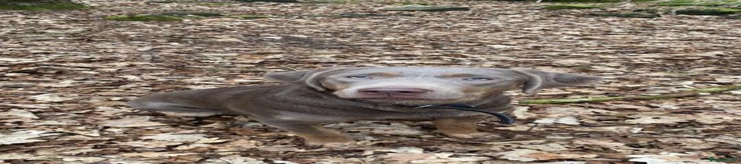 Labrador Retriever Puppy 1