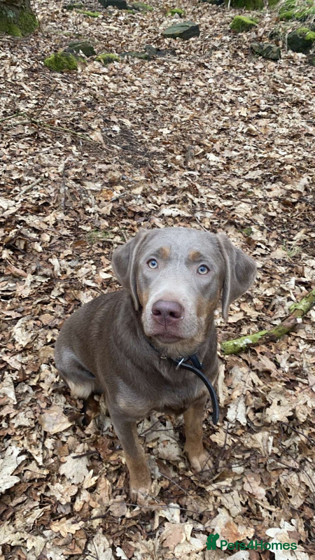 Labrador Retriever dogs for sale: One year old female Labrador  - Image 1