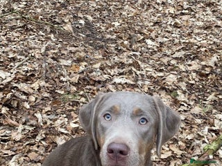 Labrador Retriever dogs - Advert 1