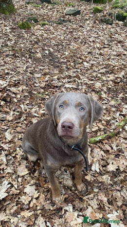 Labrador Retriever dogs - Advert 1