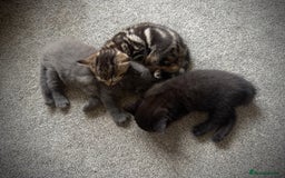 Domestic Shorthair cats for sale: Beautiful 9 Week Old Kittens  - Image 2